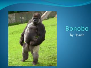 Bonobo