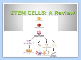 STEM CELLS: A Review