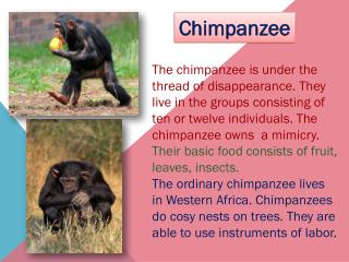 Chimpanzee