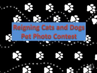 Reigning Cats and Dogs Pet Photo Contest