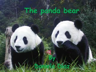 The panda bear