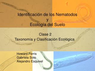 Identificación de los Nematodos y Ecología del Suelo