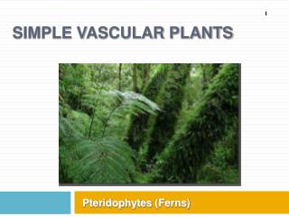 Simple Vascular Plants