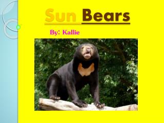 Sun Bears