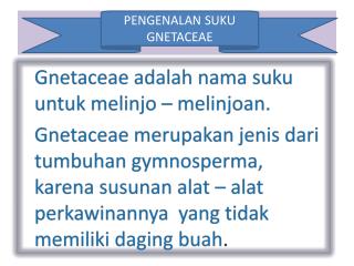 Gnetaceae adalah nama suku untuk melinjo – melinjoan.