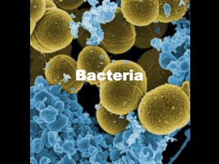 Bacteria