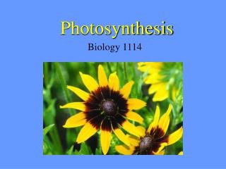 Photosynthesis