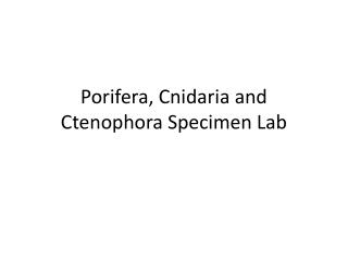 Porifera , Cnidaria and Ctenophora Specimen Lab