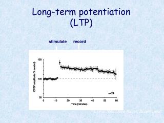 Long-term potentiation (LTP)