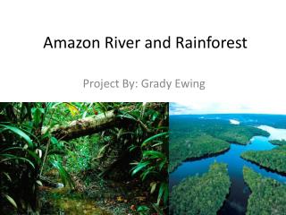 Amazon River and Rainforest