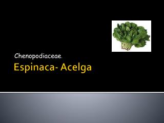 Espinaca- Acelga