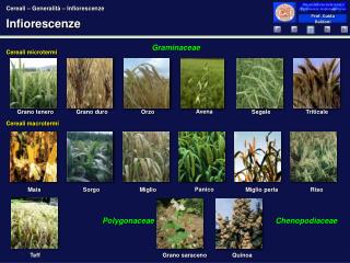 Infiorescenze