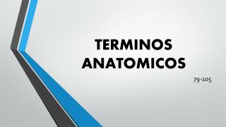 TERMINOS ANATOMICOS