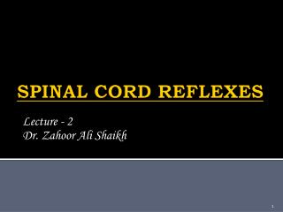 SPINAL CORD REFLEXES