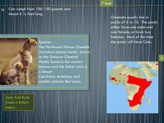 Species : The Northwest African Cheetah (Acinonyx jubatus hecki) known as the Saharan Cheetah