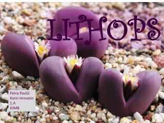 LITHOPS