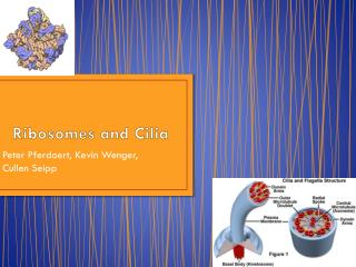 Ribosomes and Cilia