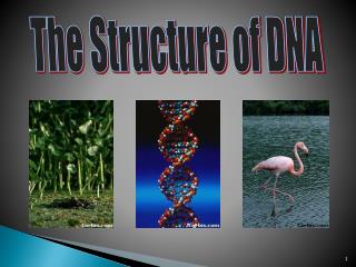 The Structure of DNA