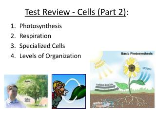 Test Review - Cells (Part 2 ) :