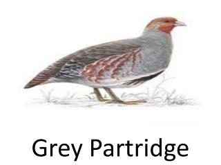 Grey Partridge