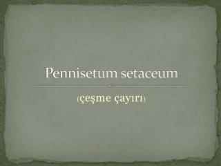 Pennisetum setaceum