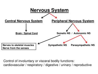 Nervous System Central Nervous System Peripheral Nervous System