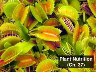 Plant Nutrition (Ch. 37)