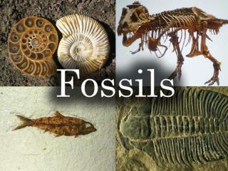 The Fossil Record