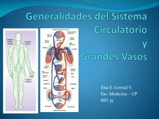 Generalidades del Sistema Circulatorio y Grandes Vasos