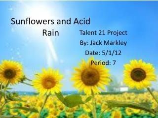 Sunflowers and Acid Rain