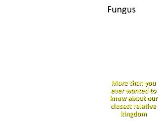 Fungus