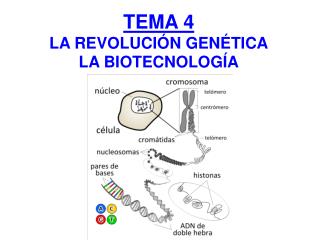 TEMA 4 LA REVOLUCIÓN GENÉTICA LA BIOTECNOLOGÍA