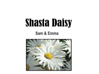 Shasta Daisy