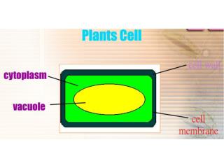 Turgid cell (2-slides)