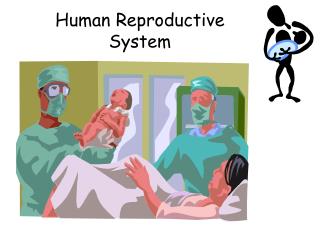 Human Reproductive System