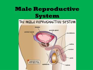 Male Reproductive System