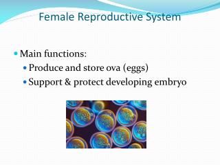 Female Reproductive System