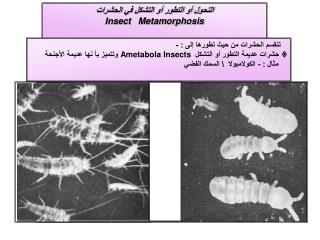 التحول أو التطور أو التشكل في الحشرات Insect Metamorphosis