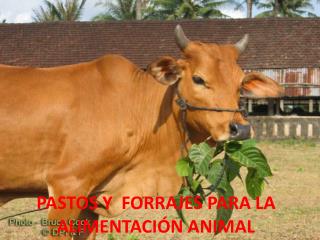 PASTOS Y FORRAJES PARA LA ALIMENTACIÓN ANIMAL