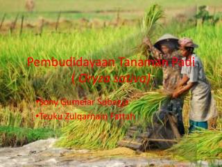 Pembudidayaan Tanaman Padi ( Oryza sativa)