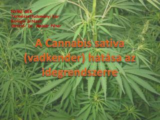 A Cannabis sativa (vadkender) hatása az idegrendszerre