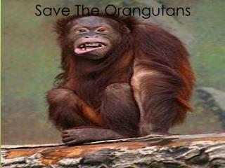 S ave The Orangutans