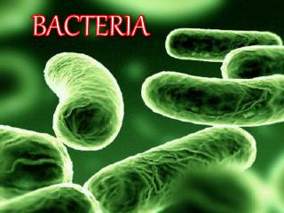 B ACTERIA