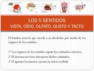 LOS 5 SENTIDOS VISTA, OÍDO, OLFATO, GUSTO Y TACTO