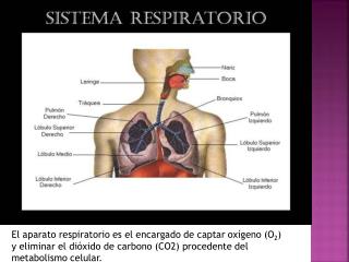 Sistema de conducción