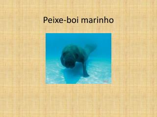 Peixe-boi marinho