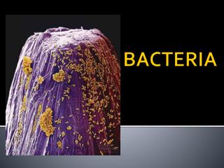 BACTERIA