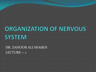 ORGANIZATION OF NERVOUS SYSTEM