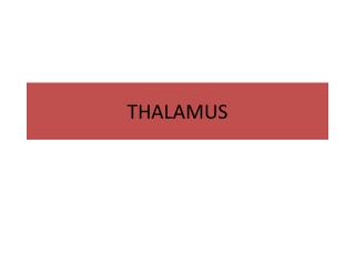 T HALAMUS