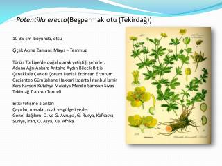 Potentilla erecta (Beşparmak otu (Tekirdağ))